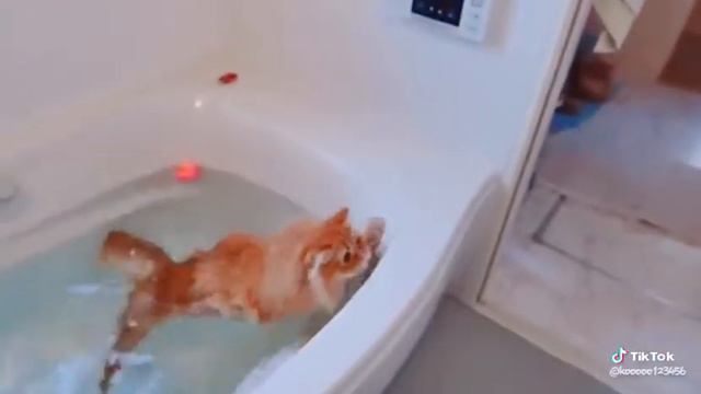 Бедный котик 😢 смотреть онлайн