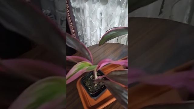 Кордилина и уход смотреть онлайн