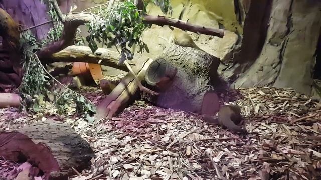 Рижский зоопарк - змеи, тигры, крокодилы и ещё много интересного! смотреть онлайн