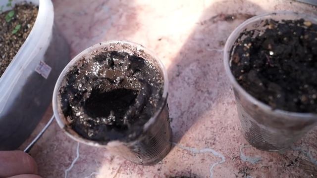 Виола-Анютины глазки,от посева до пикирования.Пикируем Виолу. смотреть онлайн