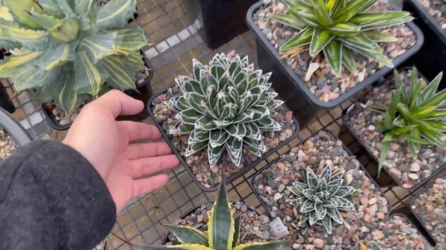Редкие Агавы в моей коллекции. Обзор сортов и видов. Agave collection смотреть онлайн