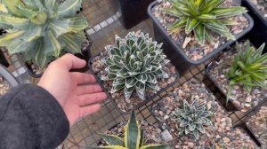 Редкие Агавы в моей коллекции. Обзор сортов и видов. Agave collection