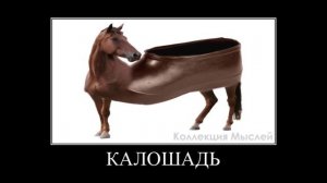 Животные + ШИЗА =