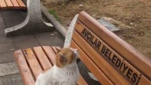 мартовские коты смотреть онлайн