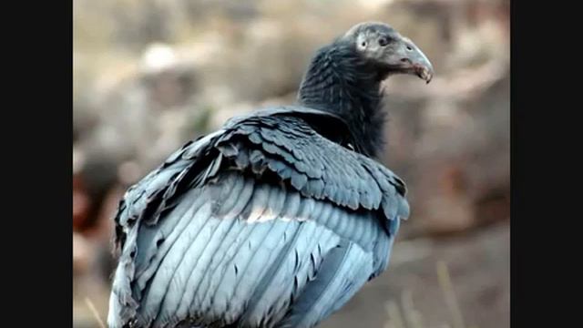 El Condor Pasa with pan pipes смотреть онлайн