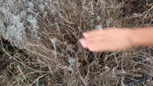 Правила обрезки ЛАВАНДЫ//Весенняя обрезка//Как сформировать красивый куст