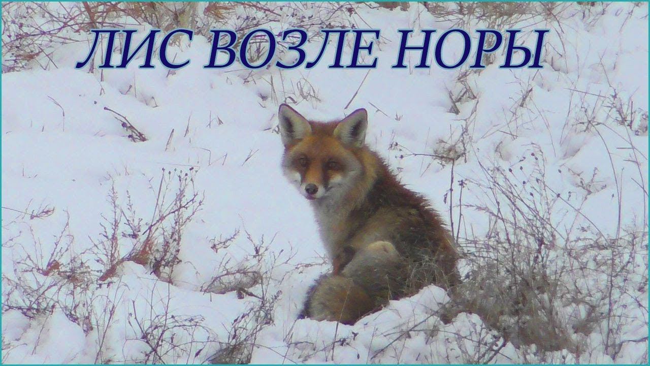 Лис возле своей норы зимой / Fox near its hole in winter смотреть онлайн