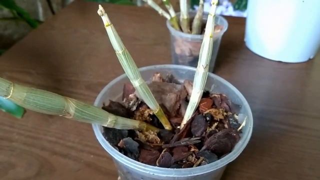 Орхидея дендрофаленопсис, пересадка дендробиума. Комнатное цветоводство смотреть онлайн