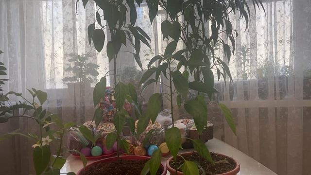 Огород на окне, перец острый Аладдин. смотреть онлайн