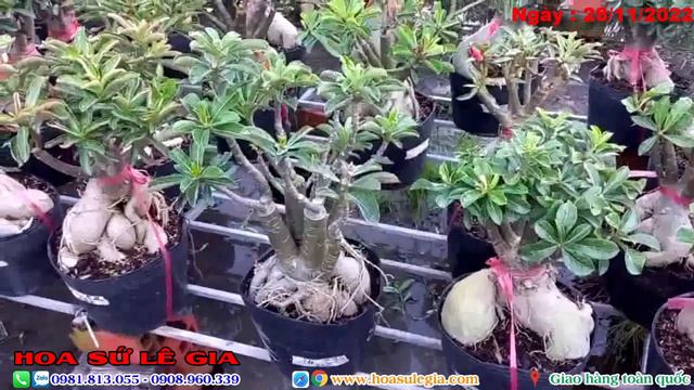 Sứ thái giá rẻ, hoa đẹp, củ to, quái đang rực hoa ngày 28/11/22. Liên hệ: 0981.813.055 #adenium смотреть онлайн