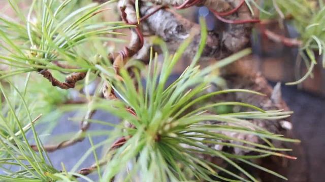 Сосна белая Японская смотреть онлайн