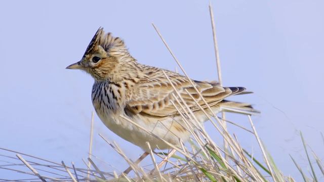 Skylark (Alauda arvensis) (M) - singing on grass hump @ Torry Battery, Aberdeen смотреть онлайн
