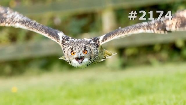 #2174. Совы (В мире животных) смотреть онлайн