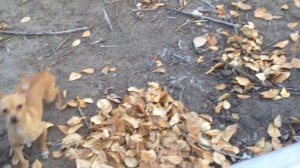 Гуляем в лесу. Той терьер ест виноград.