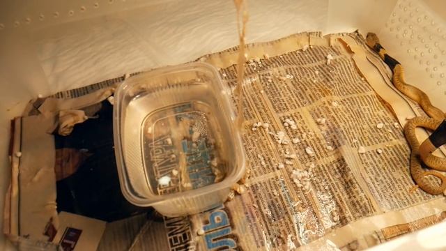 САМЫЕ МИЛЫЕ КОБРЯТА. Убийцы с момента выхода из яиц смотреть онлайн