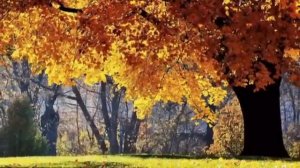 И.А.Бунин «Листопад» (литературное чтение, 4 класс)