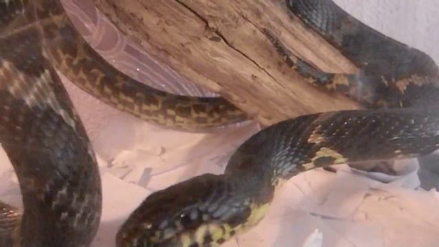 Амурский полоз.