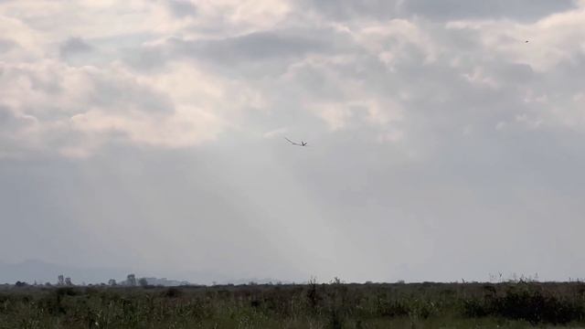 PRESTIGE 2PK V TAIL F5J SAMBA MODELS. 4K VIDEO смотреть онлайн