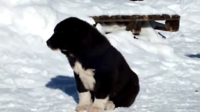 щенки алабая Аз Марал Байгуш-ПРОДАЖА 8 927-813-79-57 вайбер вацап смотреть онлайн