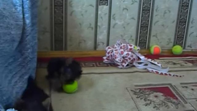 Йоркширский терьер, щенки смотреть онлайн