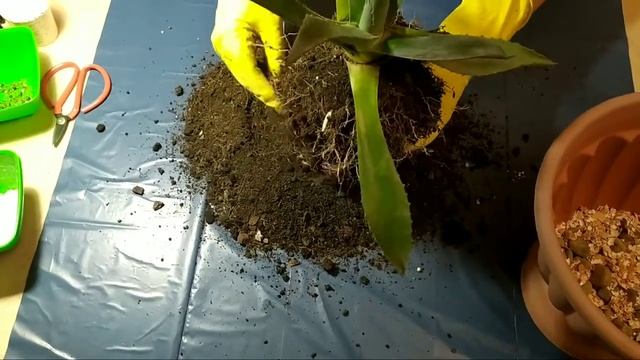 Как пересадить молодую агаву смотреть онлайн