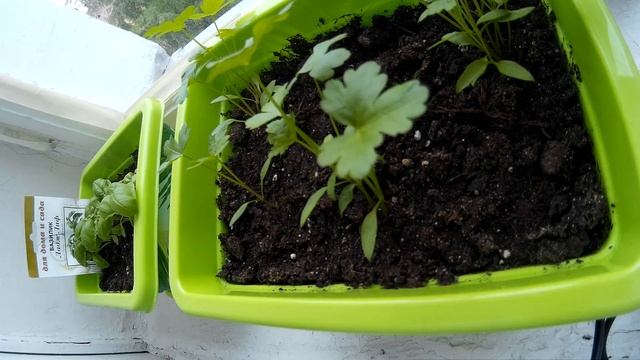 Timelapse видео - сутки на подоконнике смотреть онлайн