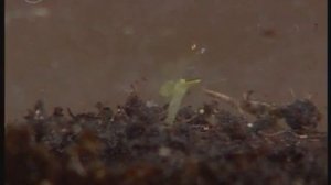 Значение глубины заделки для прорастания семян