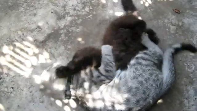 Кошки дерутся смотреть онлайн