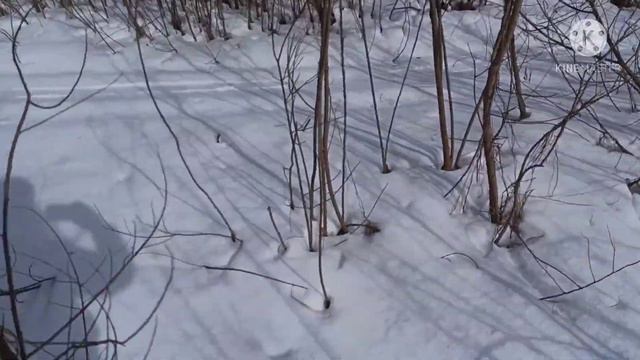 ПВД на лыжах снегоступах Altai skis hok. смотреть онлайн