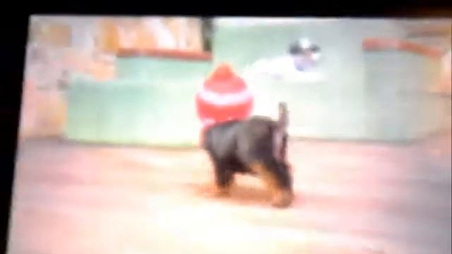 Nintendogs + Cats Tips смотреть онлайн