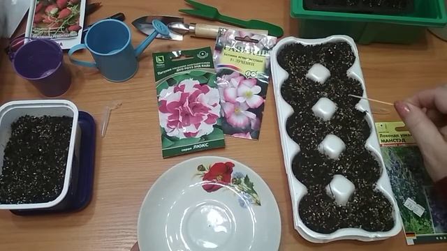 #посевы#земляника#цветы