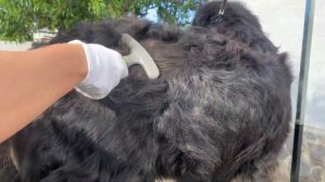 Уход за шерстью собаки | Бернский зенненхунд. Как вычесать шерсть в домашних условиях.