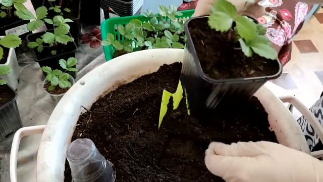 Земляника! Сама собрала семена, сама посадила, сама вырастила! смотреть онлайн