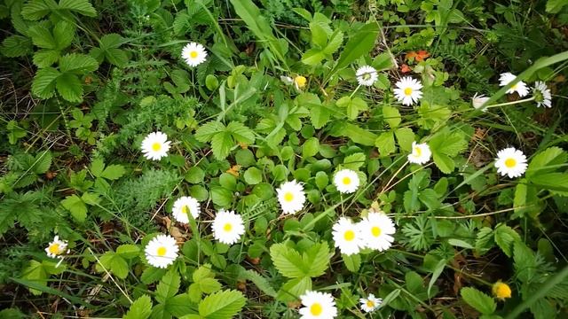 Маргаритка - Горски звуци, Птички пеят, Природа, Релаксация, Позитивна Енергия, Успокояващи Звуци