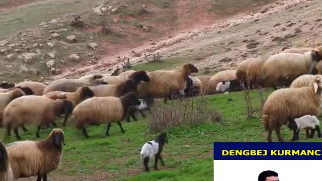 KÜRTÇE UZUN HAVA şex Zahır - DENGBEJ KURMANC BAKURİ