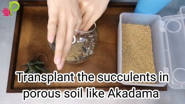 Simple succulent terrarium смотреть онлайн