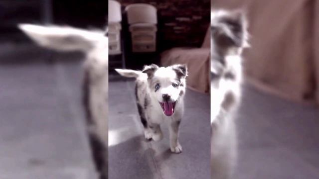 Dog and cat videos смотреть онлайн