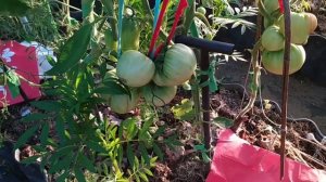 лучший  томат Яша югославский