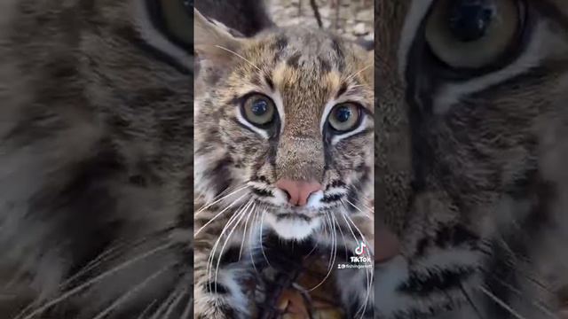 MAX wildlife photography Video смотреть онлайн