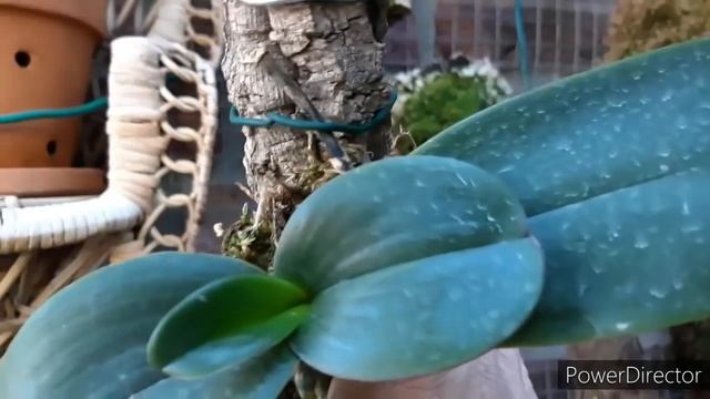 ОРХИДЕИ зацветашки. Обзор орхидей Дендробиум, Каттлея, Саркохилус, Ликаста, Эпигениум и другие. смотреть онлайн