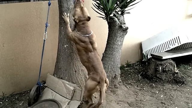 Muscle Pit Bull Ace смотреть онлайн