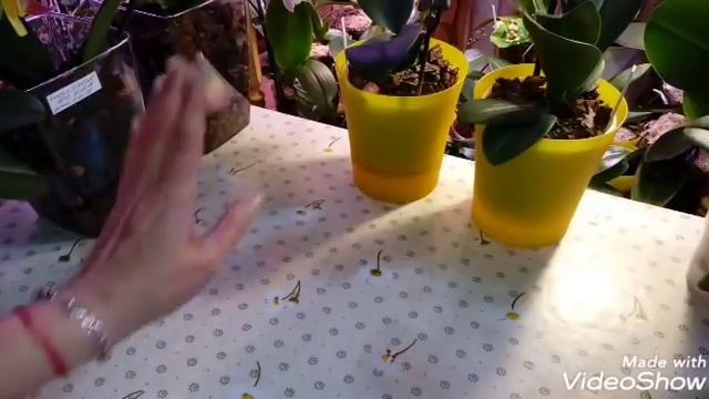 Взлёты и Падения | Phal. Lioulin Wild Cat | Обзор | Орхидеи Мультифлоры смотреть онлайн