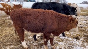 Быки Герефорды коровы Семментал