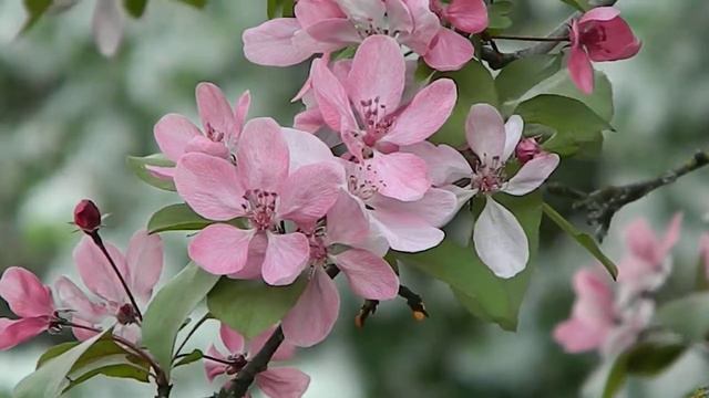 Malus Kingsmere смотреть онлайн