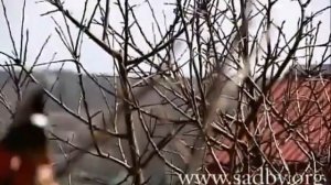 Обрезка плодовых деревьев  Полный курс Николая Рабушко в одном видео  Издание первое