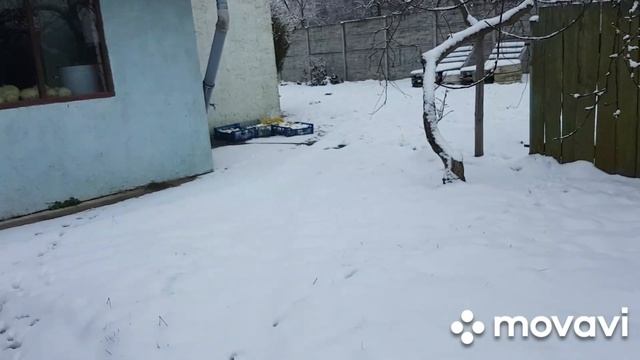 ПАСУ КУР?Прекрасная погода! смотреть онлайн