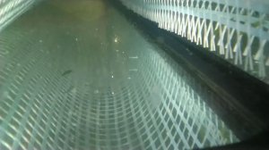 Подготовка и нерест тернеций. Видеопособие для начинающих по пунктам.