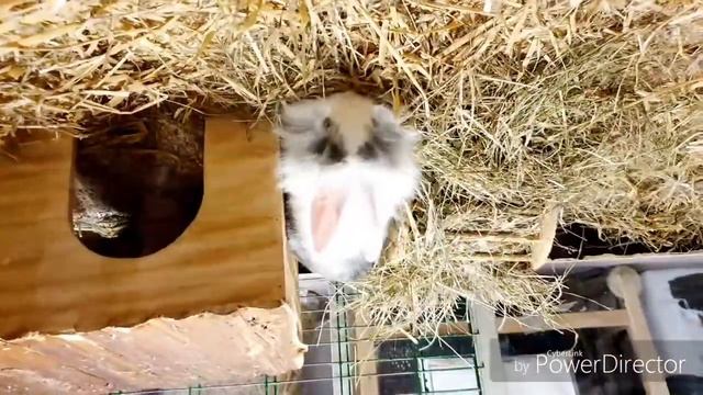 Идем в зоомагазин/Что мы купили для нашего хомячка смотреть онлайн