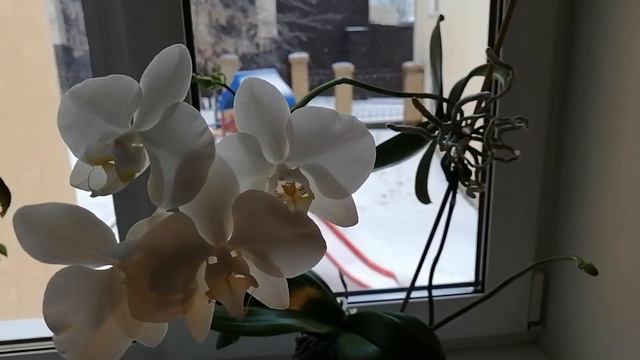 Белая орхидея, фаленопсис прелестный, книги по комнатному цветоводству смотреть онлайн