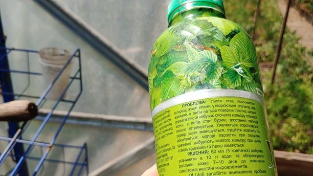 скручуються листочки на помідорах .., хлороз помідорів / ЧИМ ПІДЖИВИТИ ПОМІДОРИ . смотреть онлайн